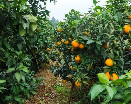 爱媛橙果树