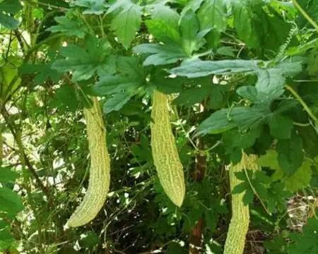 苦瓜